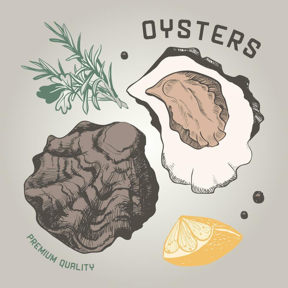 Ocean fresh oysters vector single shell. Engrapved retro style. Seafood hand drawn vector illustration. Creat restaurant and cafe menu.