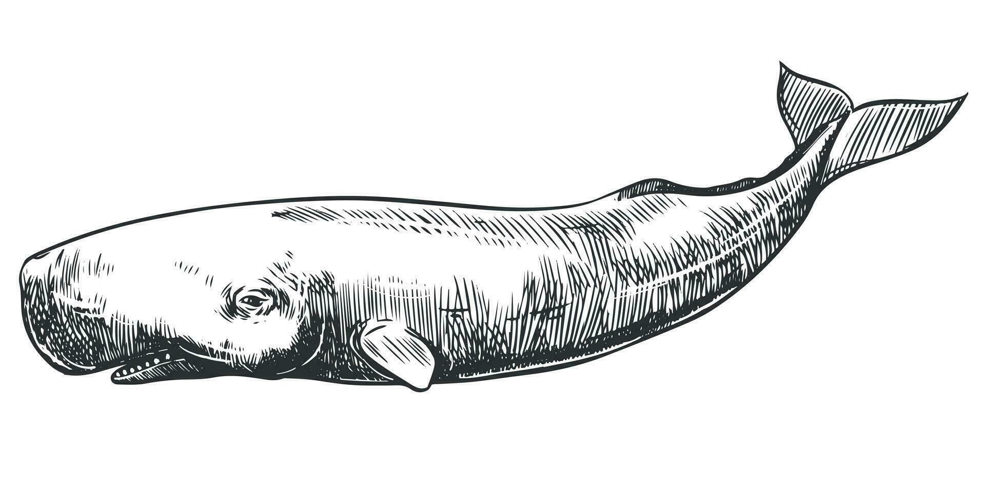 Graphical hand painted whale isolated on white background. Vector illustration. Sperm whale