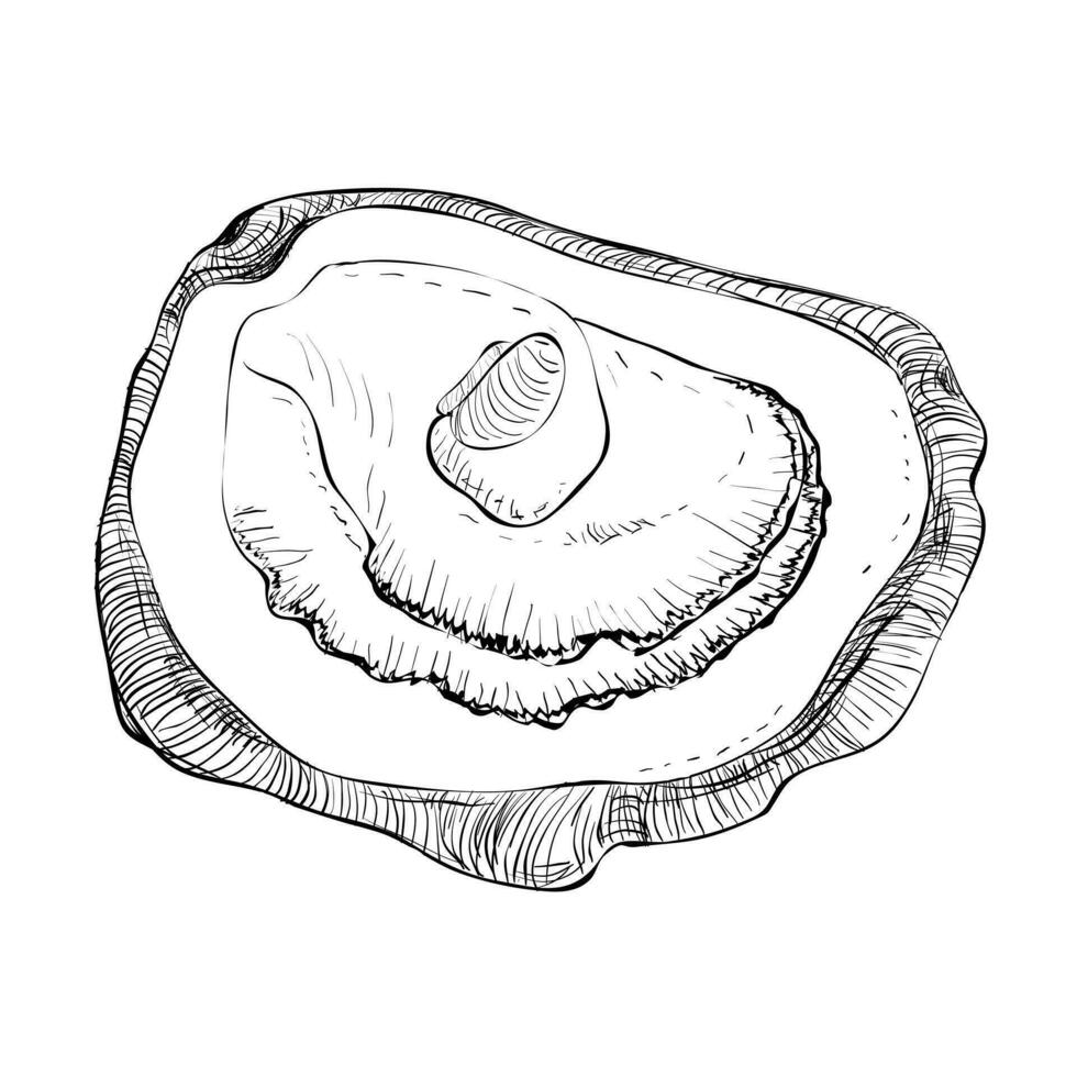 Oyster vector. Oyster shells drawn by hand. Fresh oysters isolated on white background, linear sketch. Engraving effect, ink fox. Clipart for logo, menu. vector