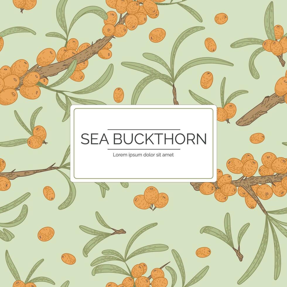 Label or logo with the name Sea Buckthorn. Twig with leaves and berries, background with pattern. Vector isolated template, natural packaging design.