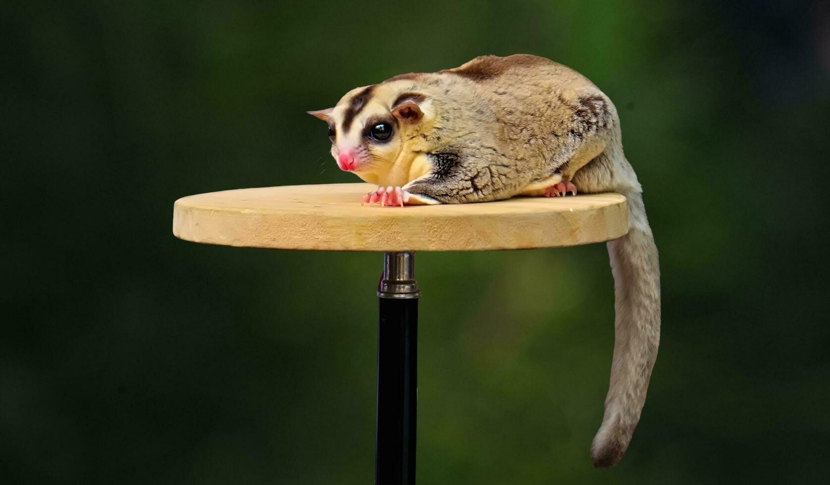 The white faced pet sugar glider, which was perched on its playground, was being held by a child's hand photo