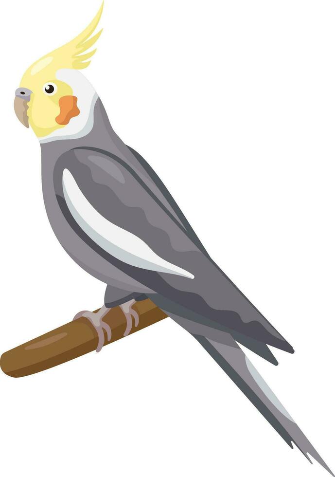 Cute flat vector realistic Australian parrot isolated on white background. Small Cockatiel sitting on a branch. Talking exotic tropical bird. Domestic parrot