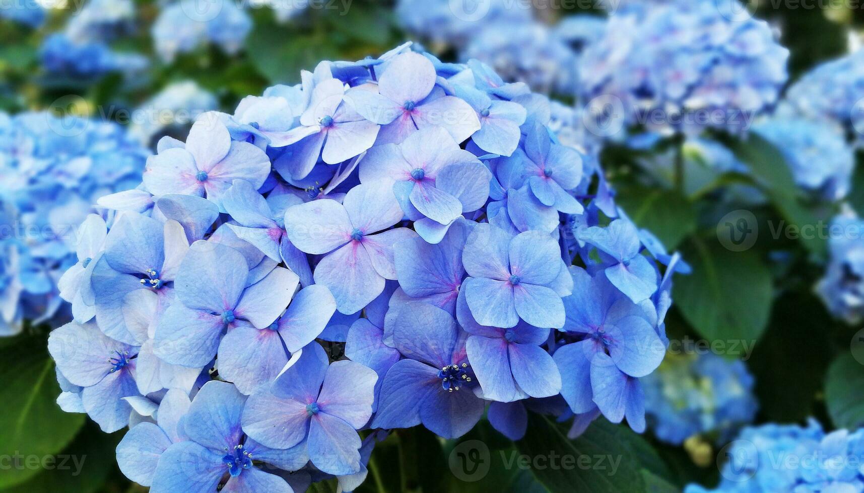 Hydrangeas are the typical flowers of the Azores Islands photo