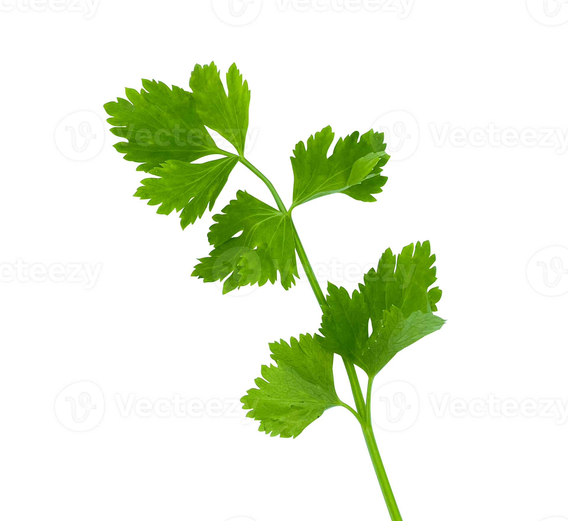 single parsley leaf isolated 30352650 PNG