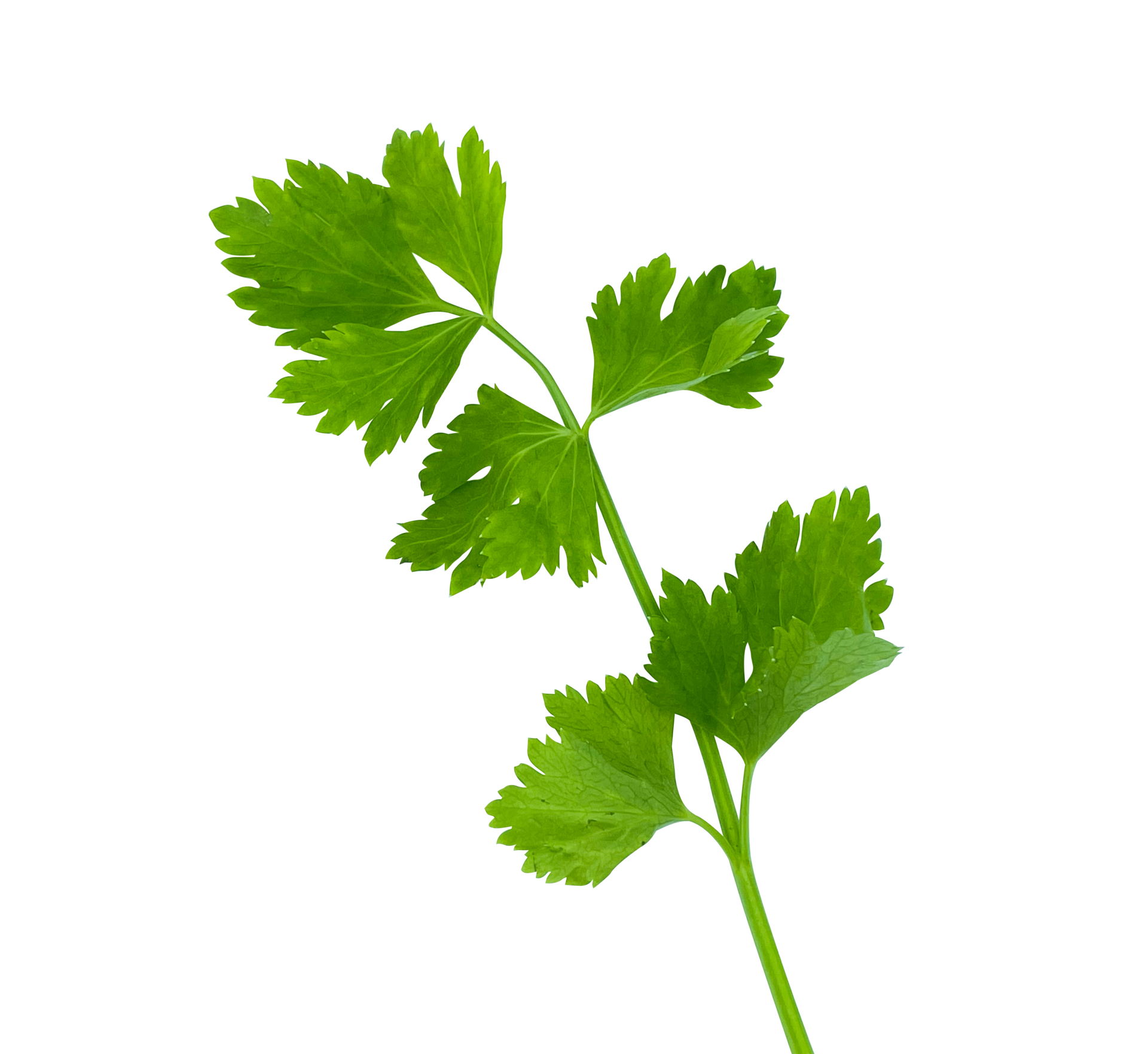 single parsley leaf isolated 30352650 PNG