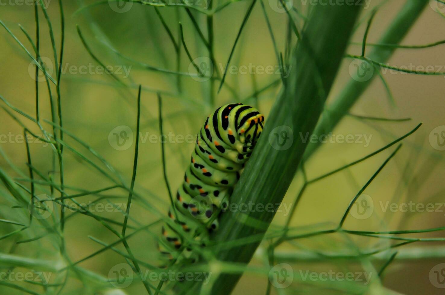 Colorful butterfly larvae in a plant photo