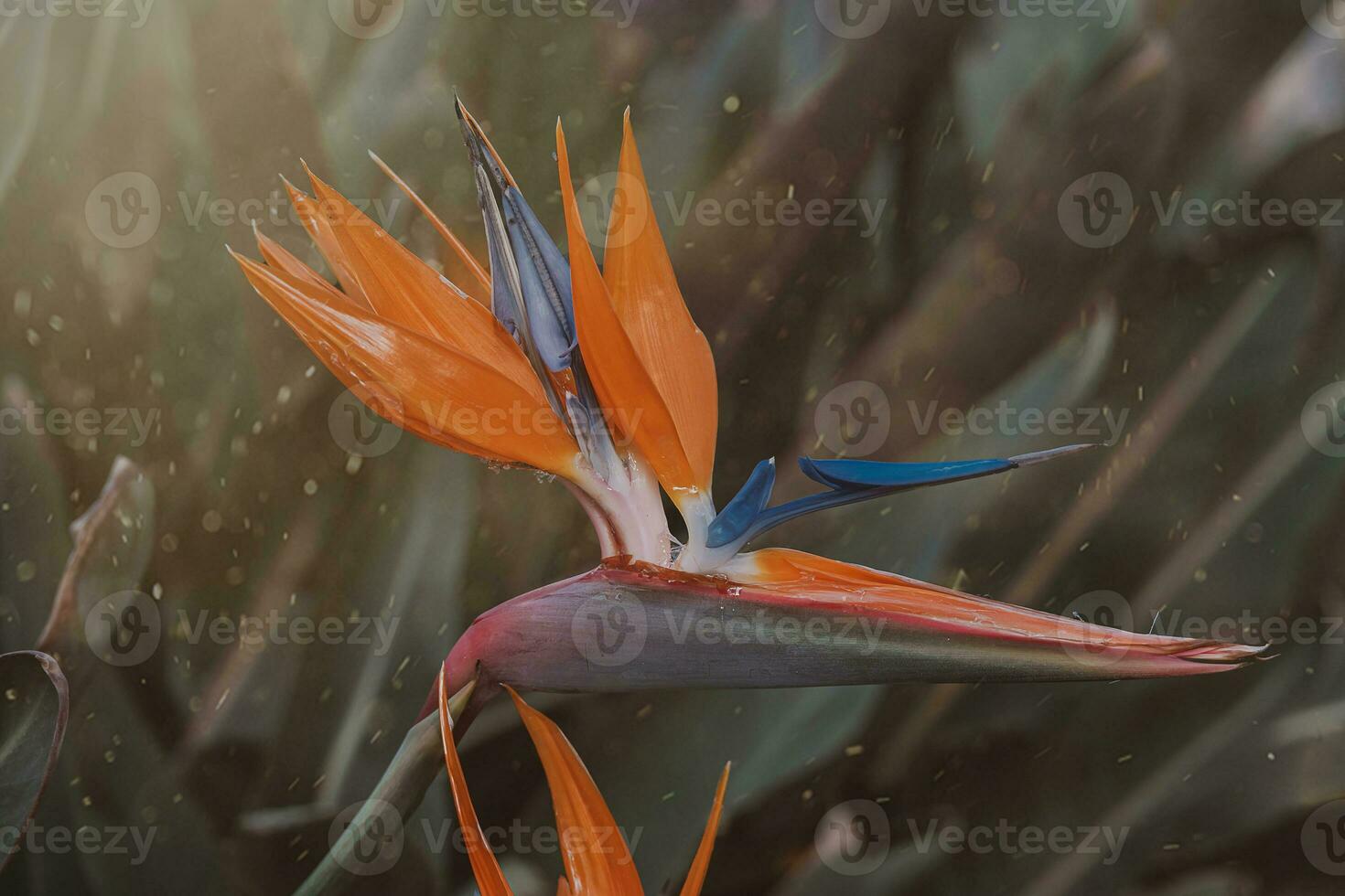 orange flower of strelitzia reginae in a fenced garden in warm sunlight photo