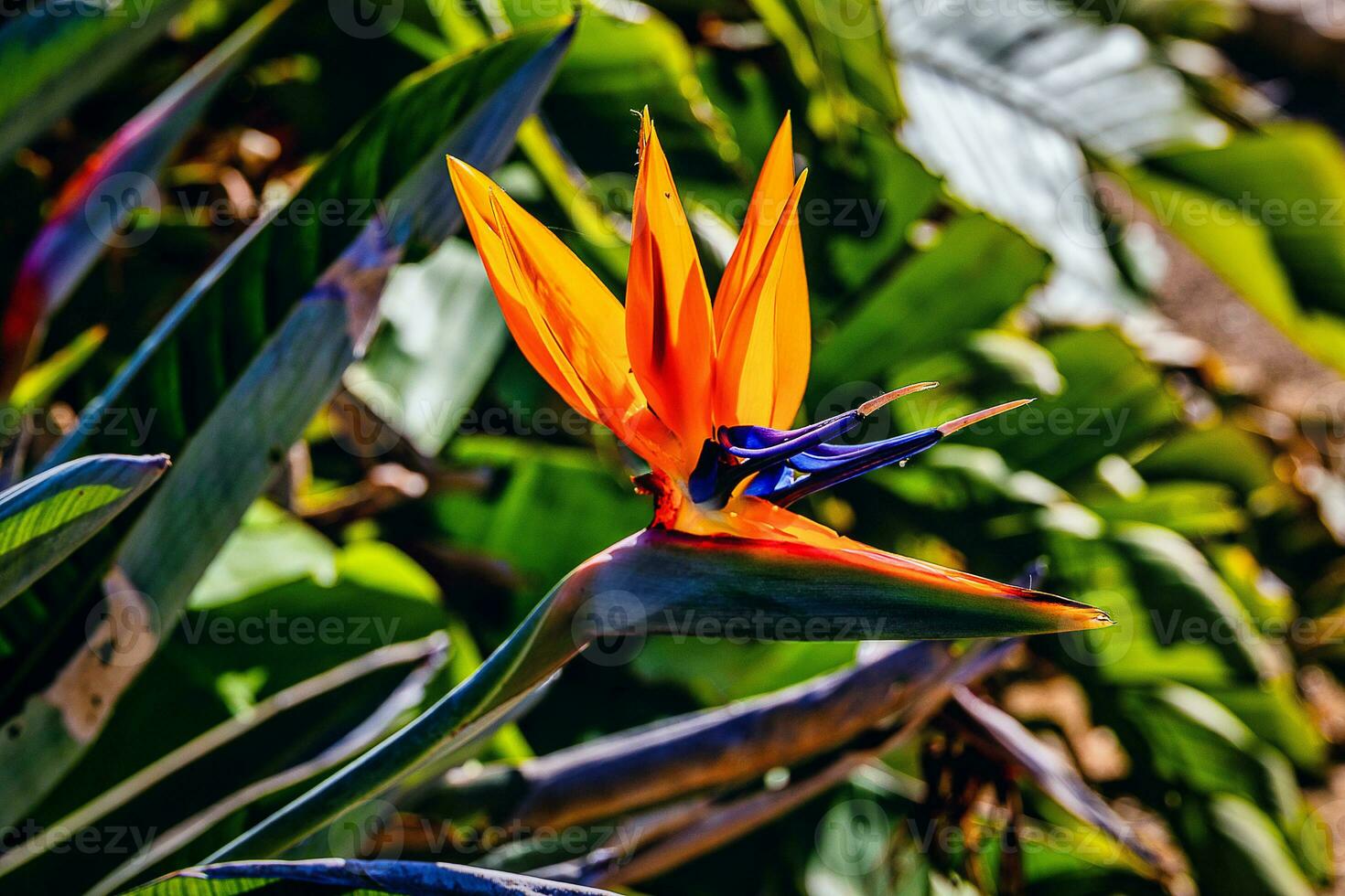 orange flower of strelitzia reginae in a fenced garden in warm sunlight photo