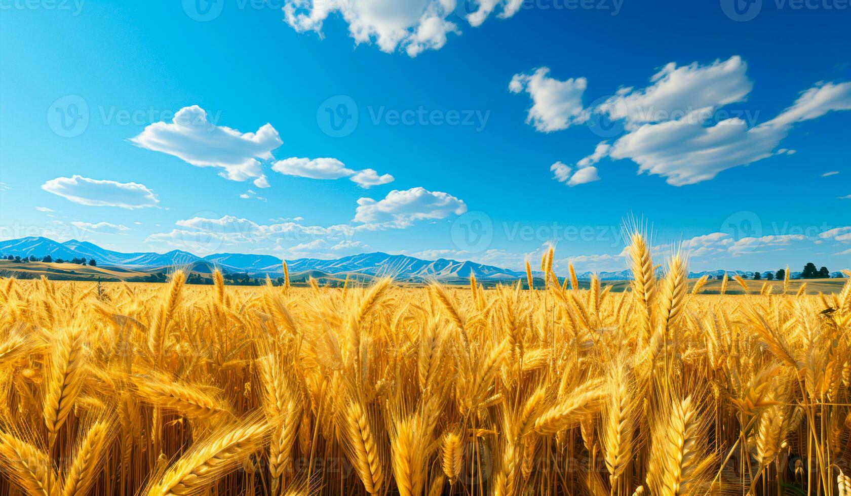 Golden wheat field. AI generated photo