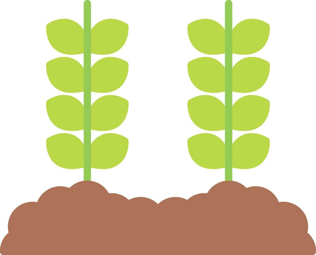 trigo plantación vector icono