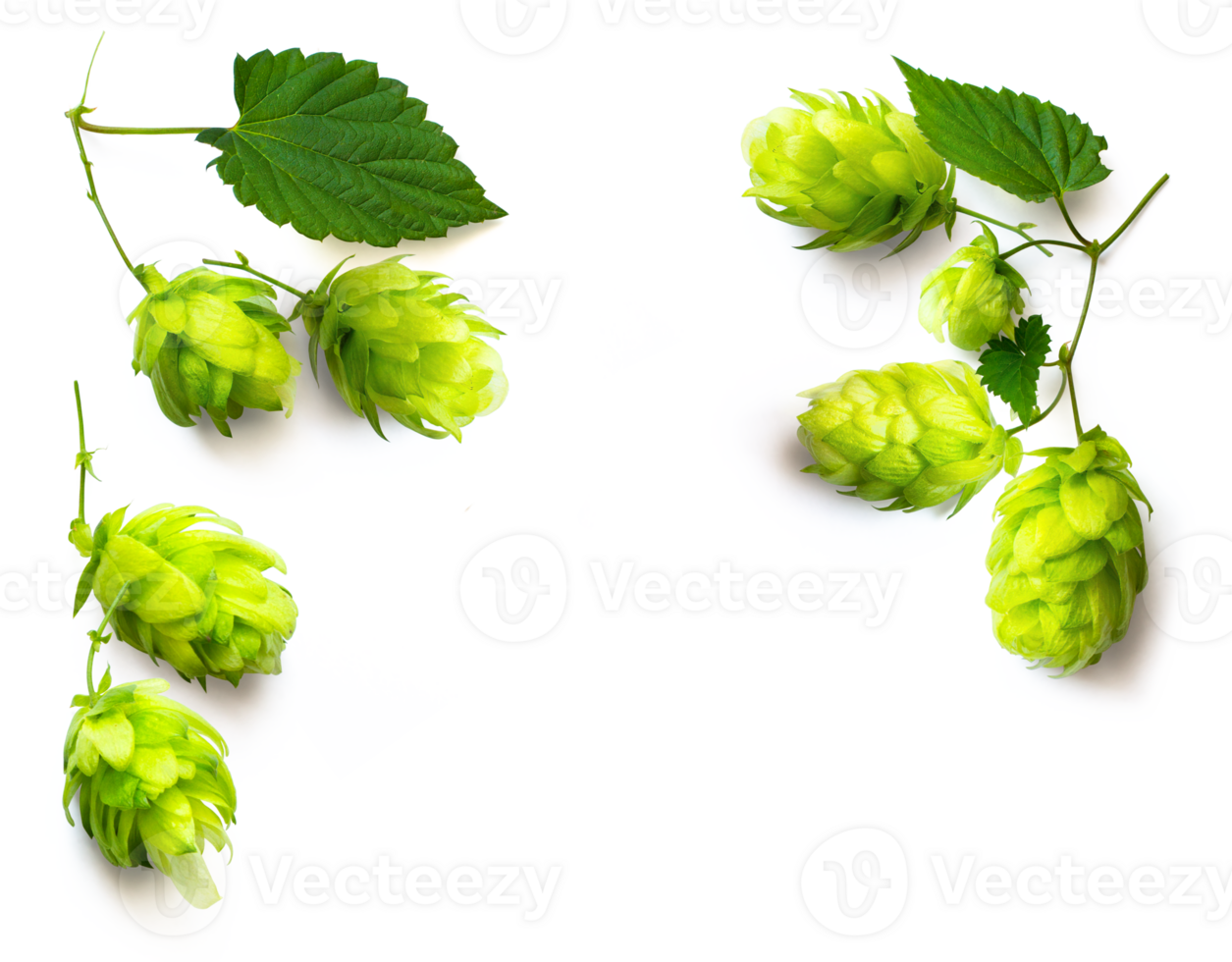 fresh hop seed cones and leaves collection with real transparent shadow isolated on transparent background, png food design element