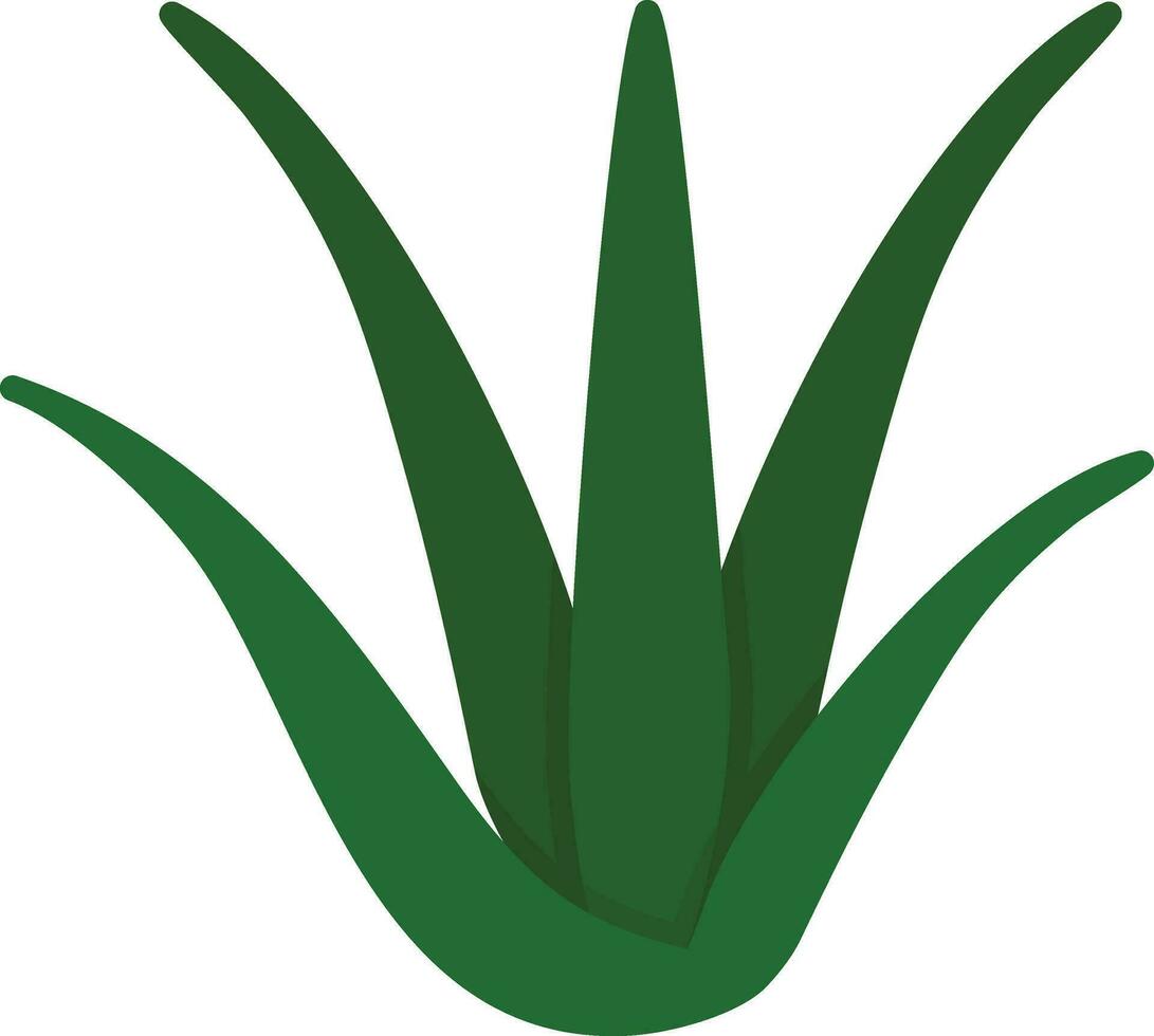 Aloe vera vector icono