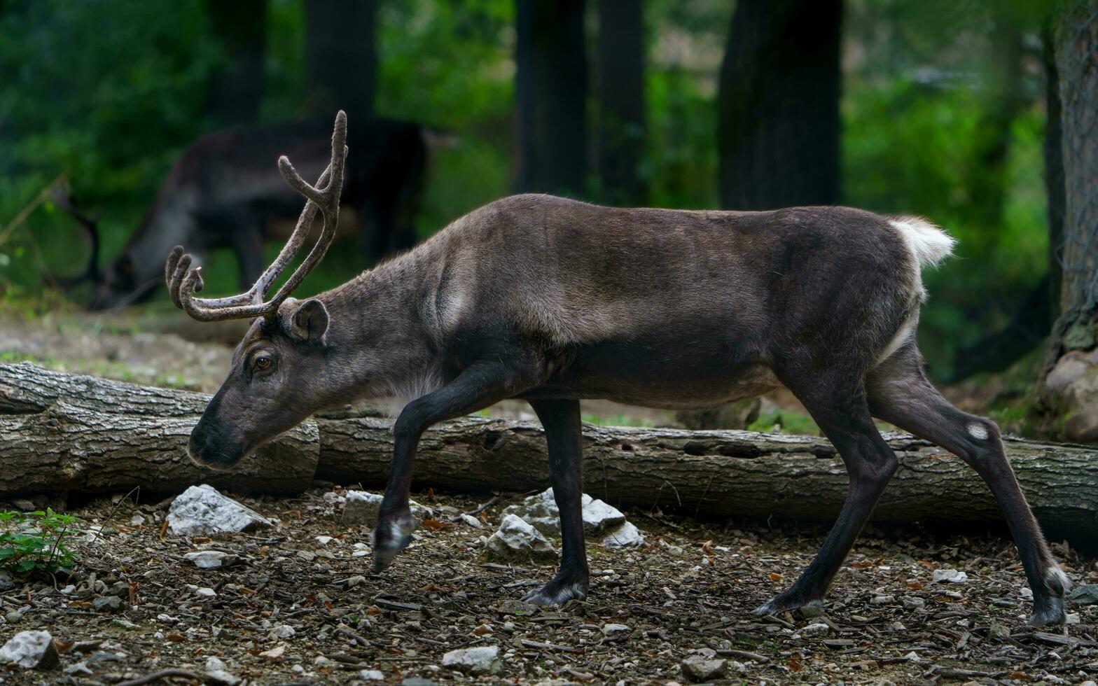 Portrait of Reindeer in zoo photo