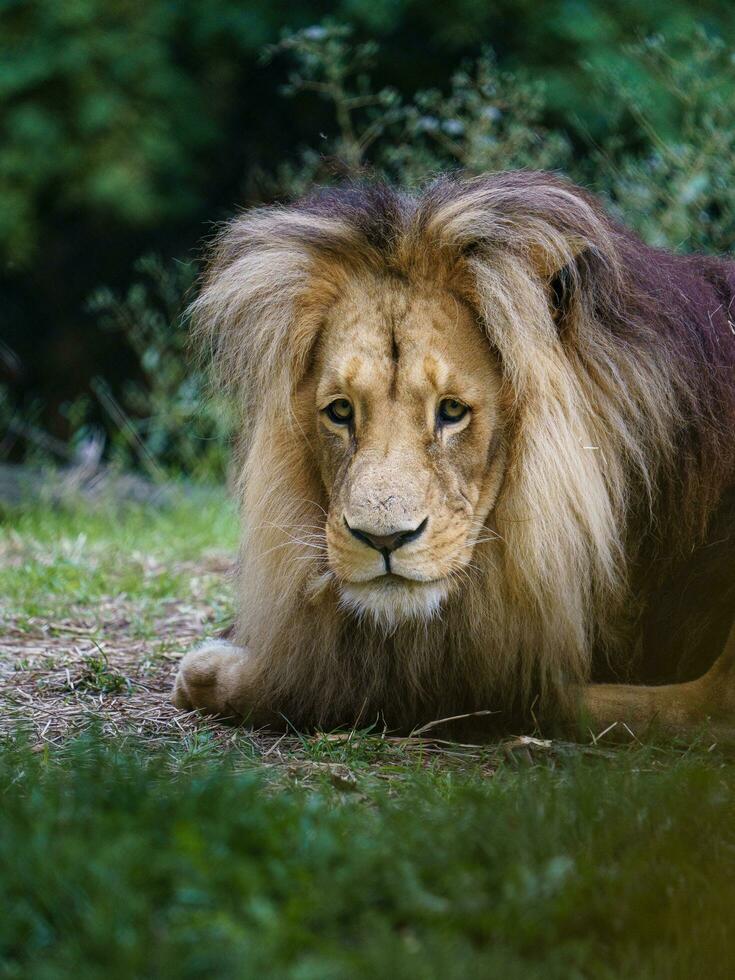 Portrait of Lion in zoo photo