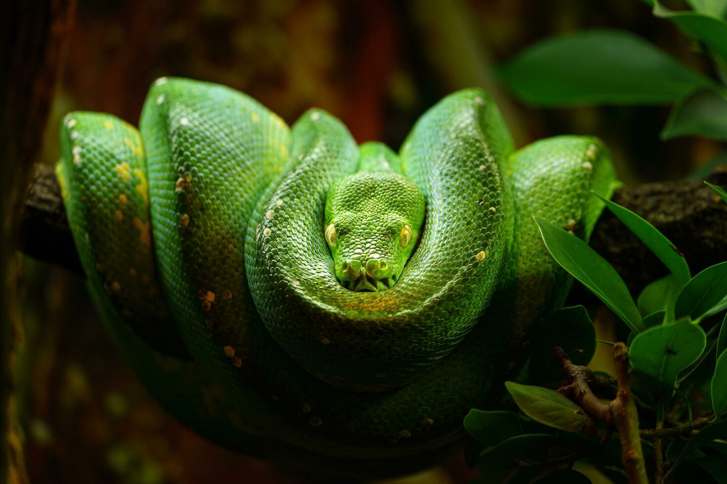 verde árbol pitón en terrario foto