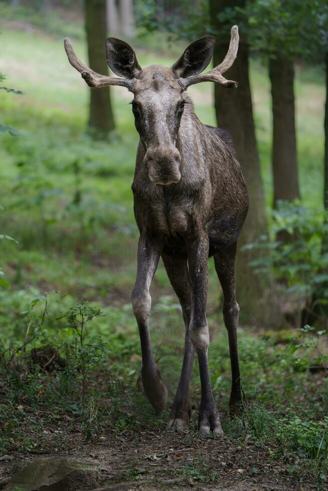 Portrait of Moose in zoo photo