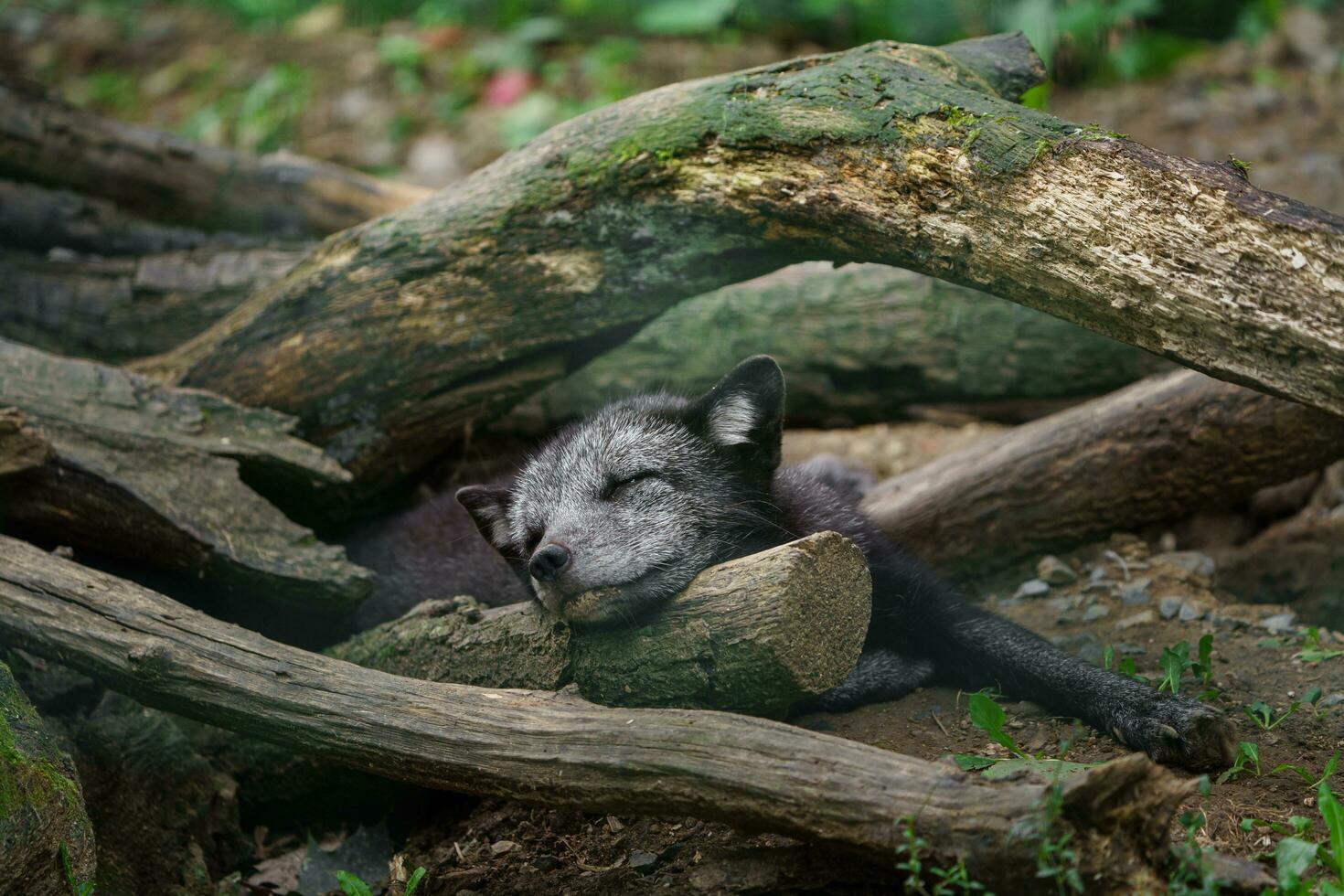 ártico zorro dormido en zoo foto