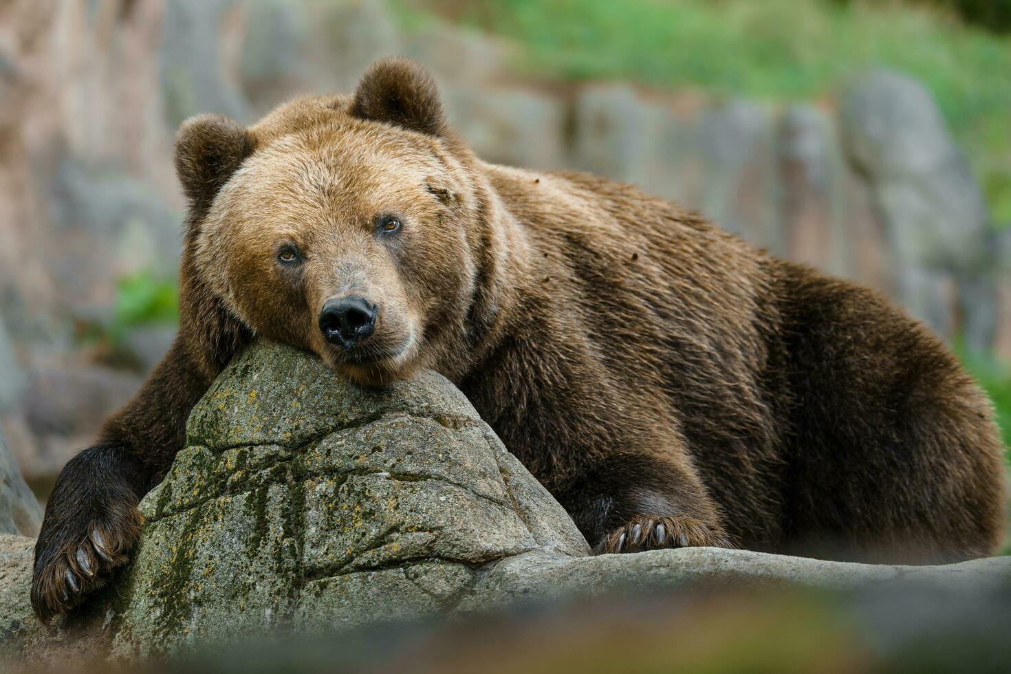 Kamchatka brown bear resting on rock photo