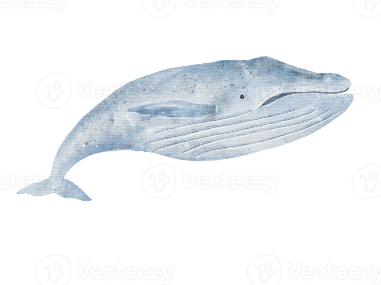 set of Blue whale drawing in watercolor isolated on transparency background png