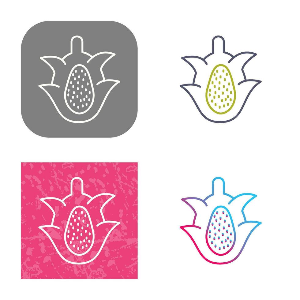 Dragon Fruit Vector Icon