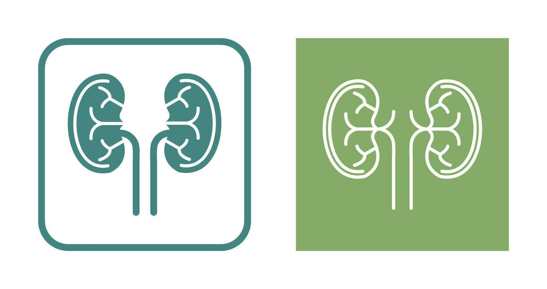 Kidney Vector Icon