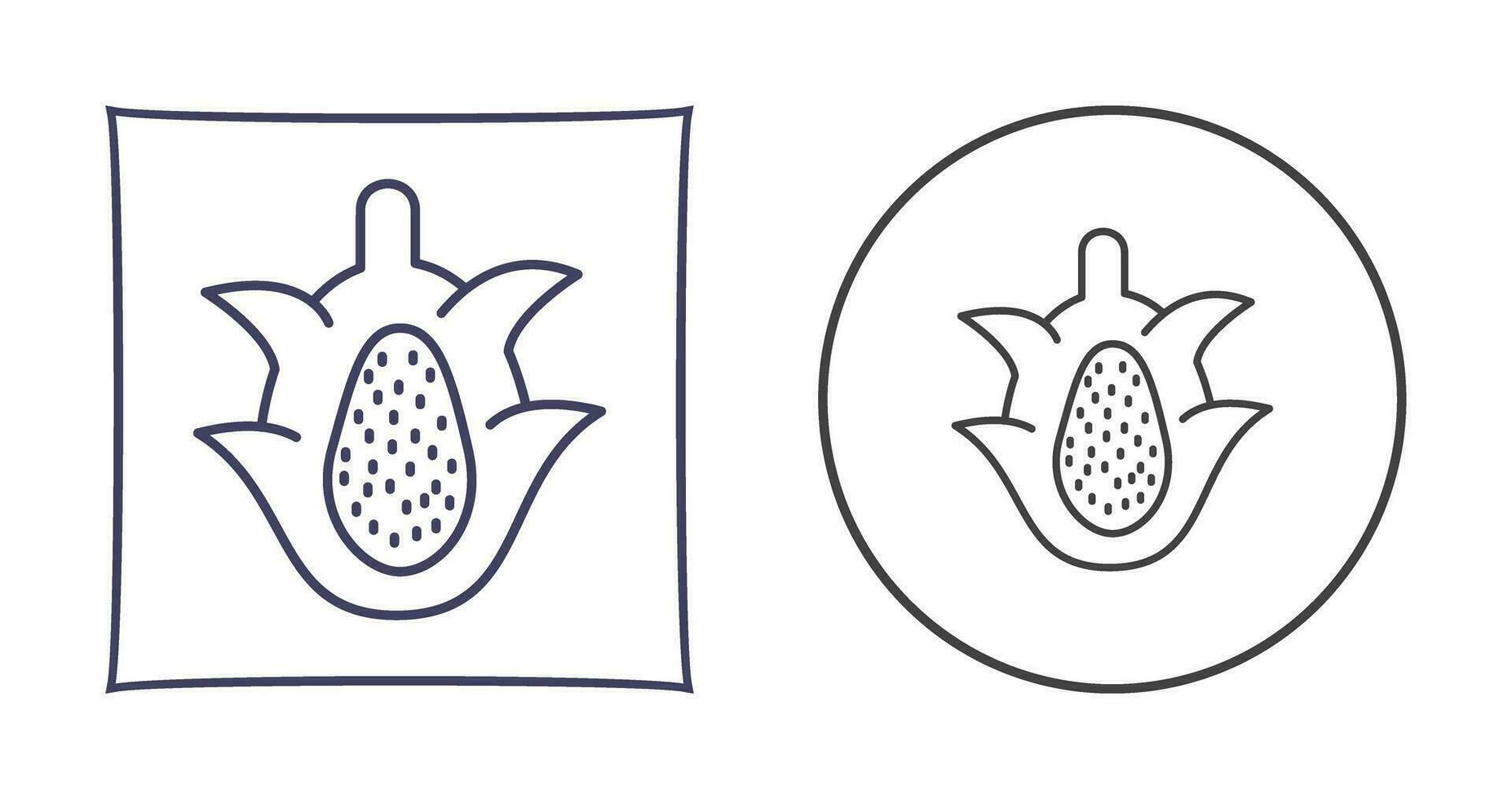 Dragon Fruit Vector Icon