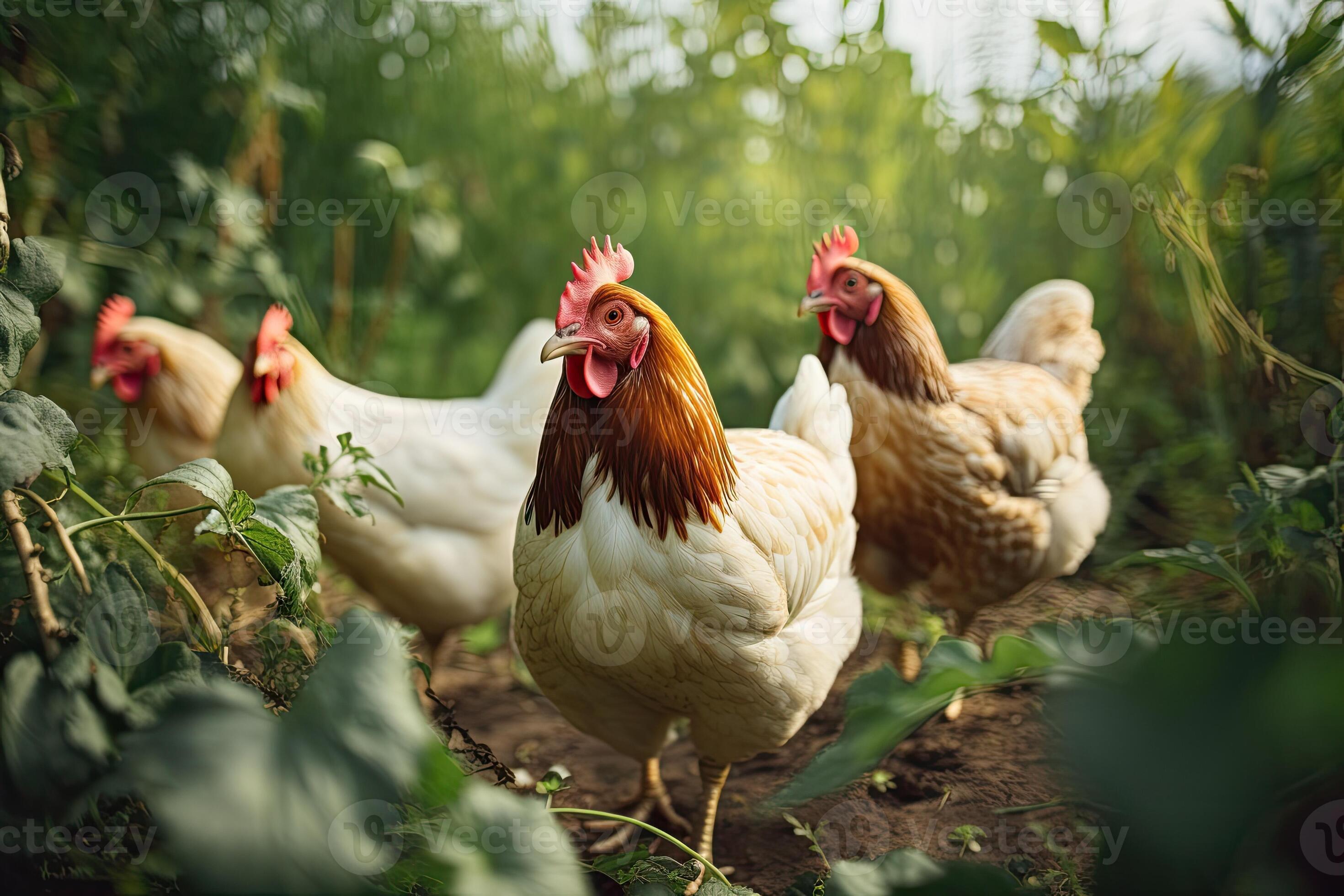 chickens on traditional free range poultry farm in Ukraine, Europe. AI
