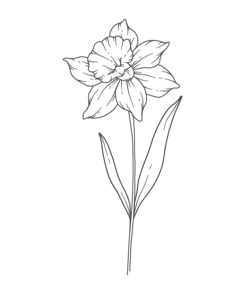 Narcissus Line Art. Narcissus outline Illustration. December Birth Month Flower. Narcissus outline isolated on white. Hand painted line art botanical illustration. vector