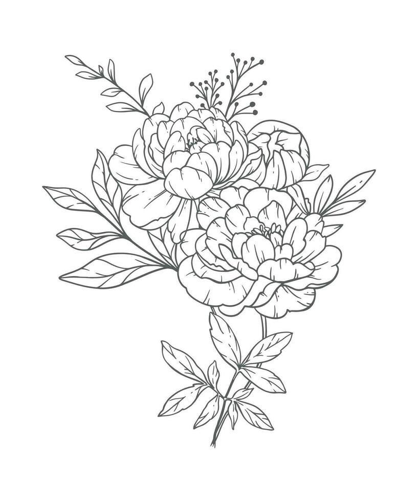 Peony Line Art. Peony outline Illustration. November Birth Month Flower. Peony outline isolated on white. Hand painted line art botanical illustration vector