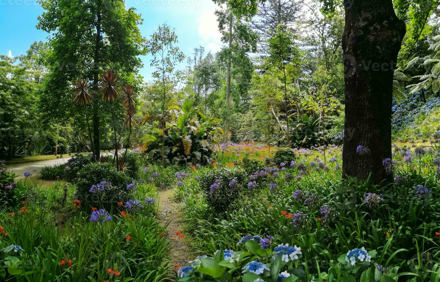 Terra Nostra Park in the Azores is a large botanical garden with a huge variety of plants and trees and with lakes, streams and a pool of volcanic origin. photo