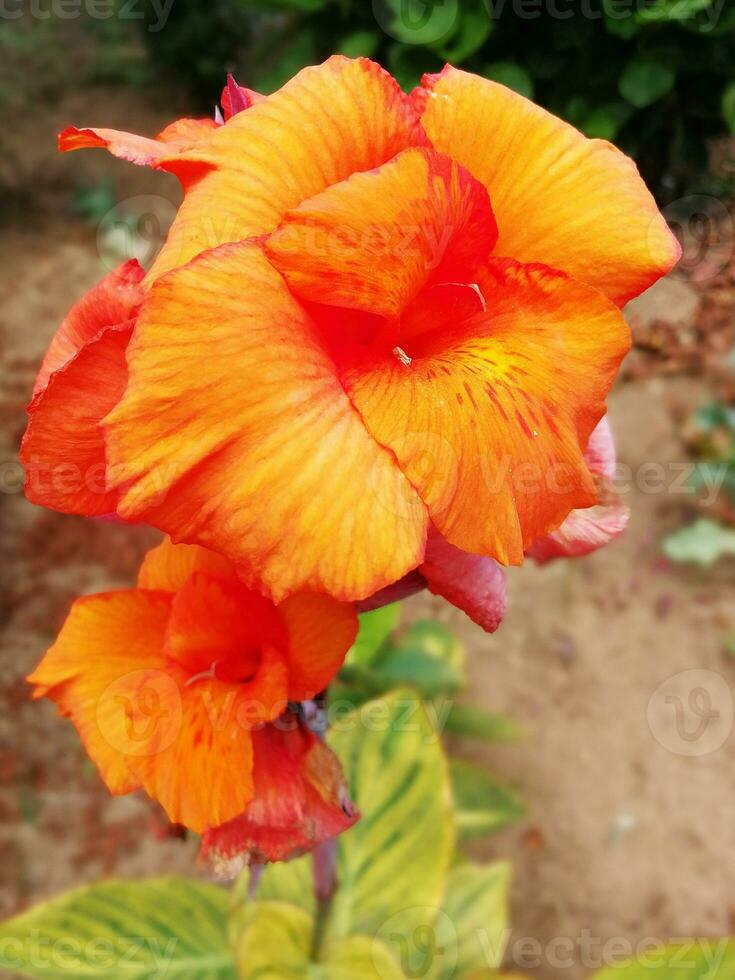 Lily flower in orange tones photo