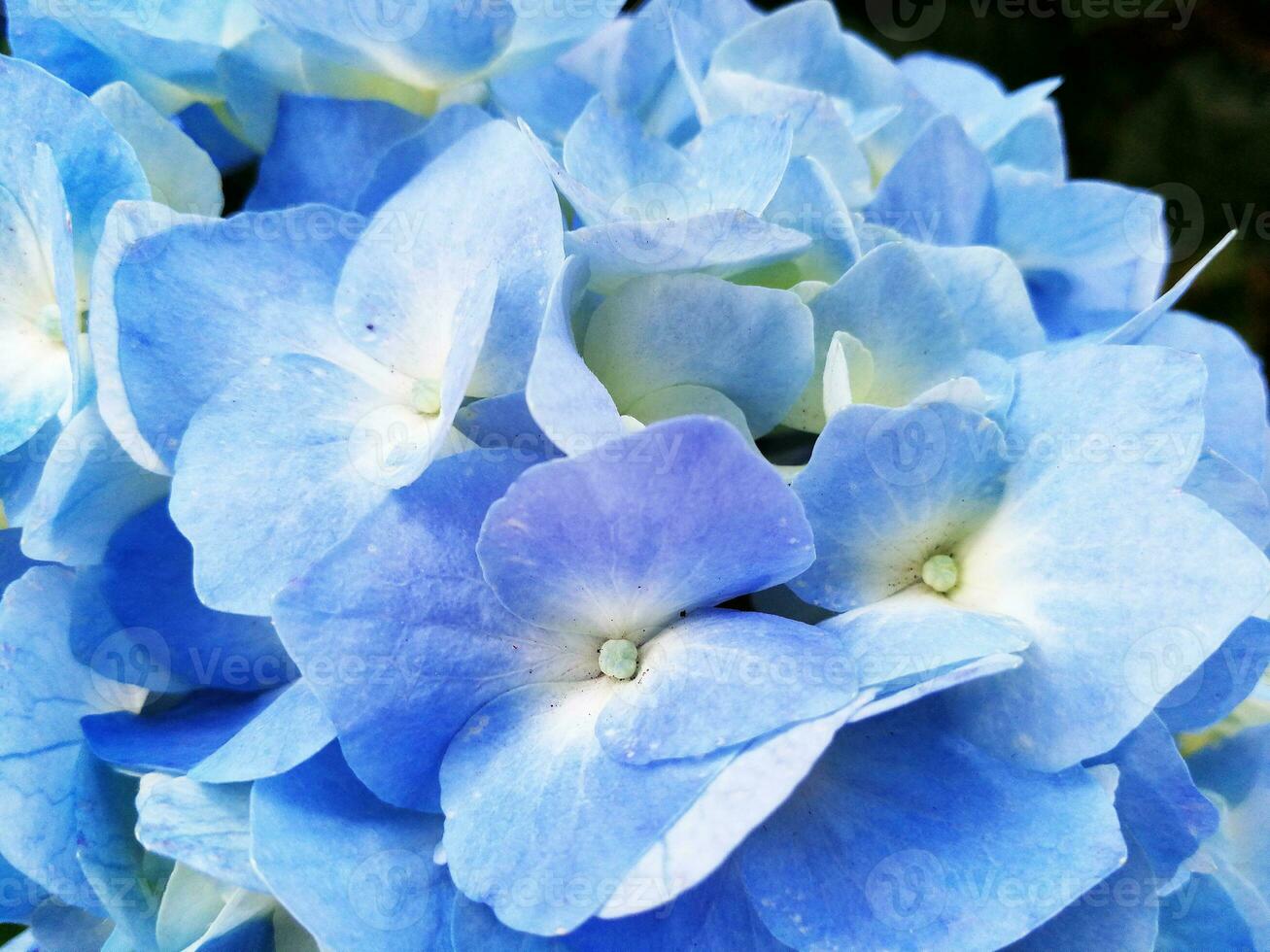 Hydrangeas are the typical flowers of the Azores Islands photo