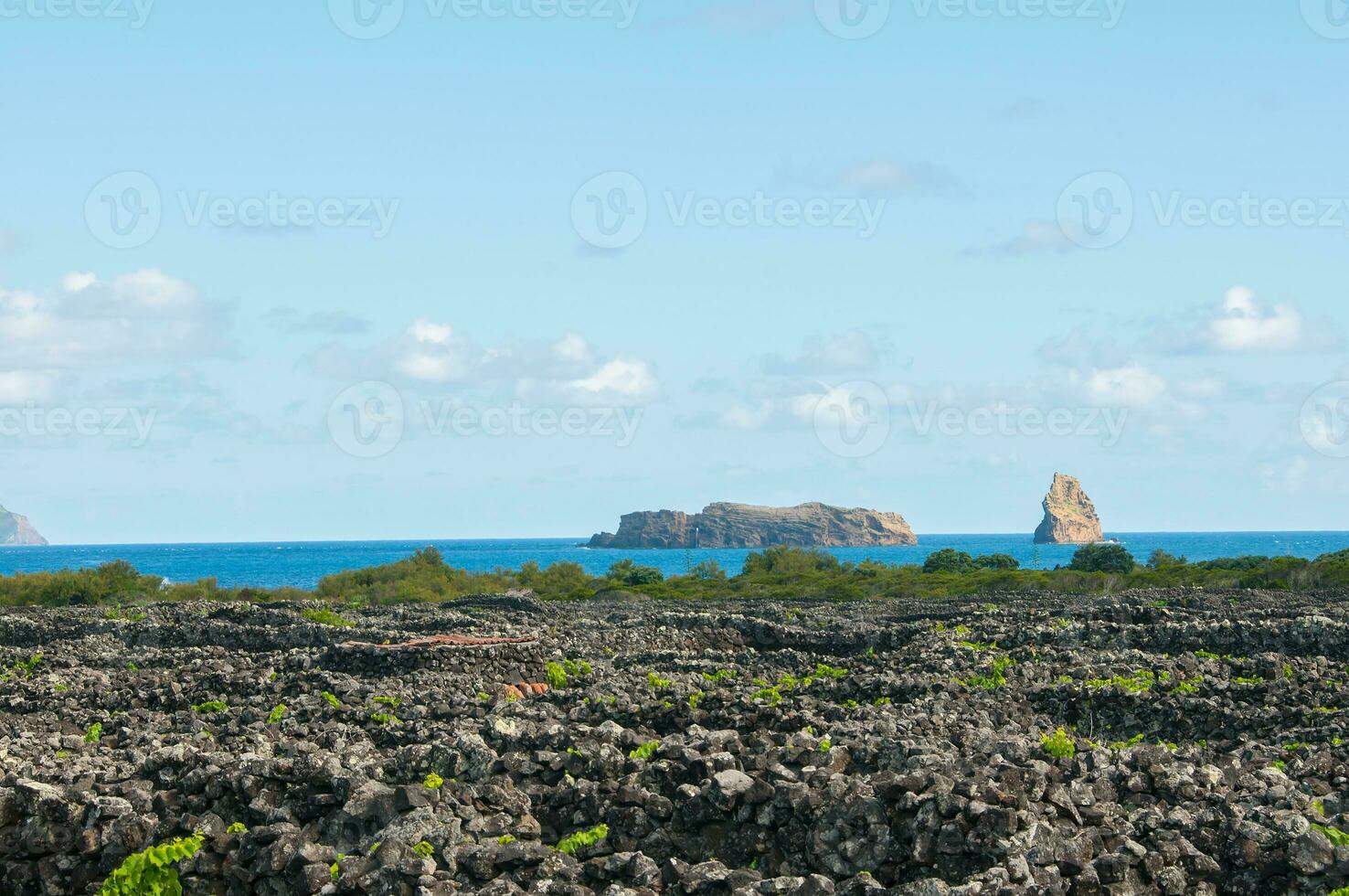 Traditional vineyards in Pico Island, Azores. The vineyards are among stone walls, called the vineyard corrals photo