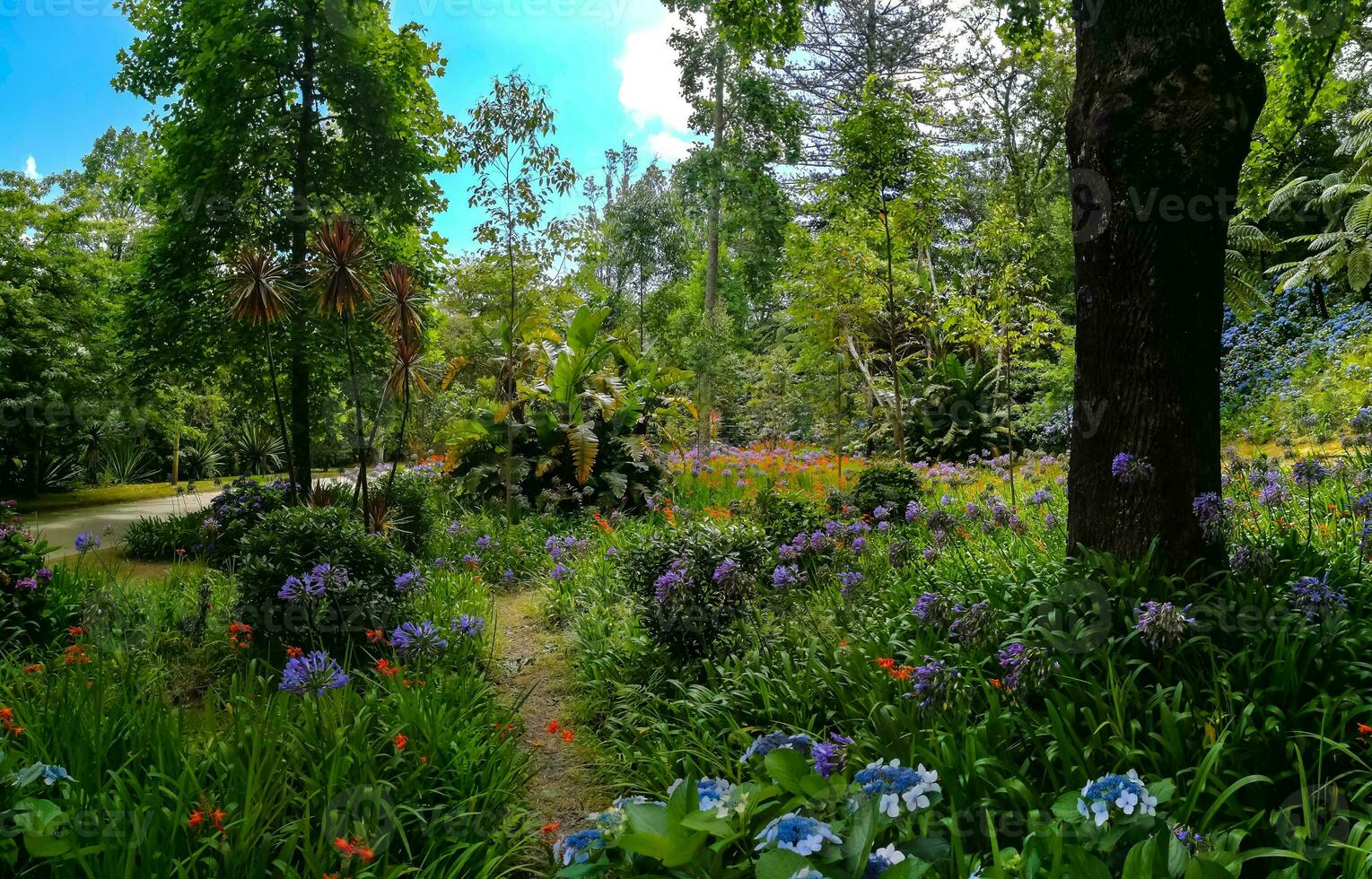 terra nostra parque en el azores es un grande botánico jardín con un enorme variedad de plantas y arboles y con lagos, corrientes y un piscina de volcánico origen. foto