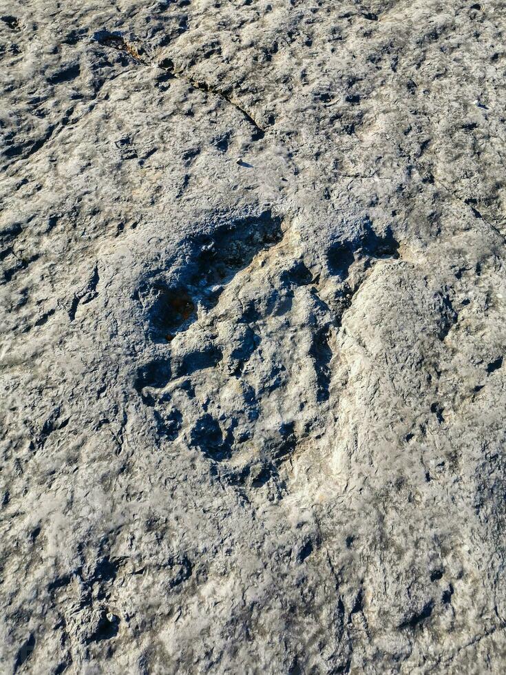 Natural monument of fossil dinosaur footprints in Serra D 'Aire in Pedreira do Galinha, in Portugal. A pedagogical circuit was created at the site, where visitors can see and touch the footprints photo