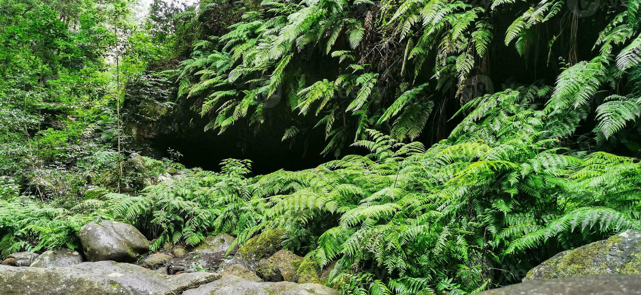 los tilo bosque en el isla de la palmeras, un sitio de indescriptible belleza foto