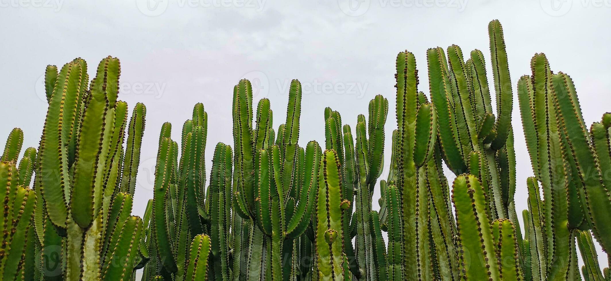 Landscape of the island of La Palma in the Canary archipelago photo