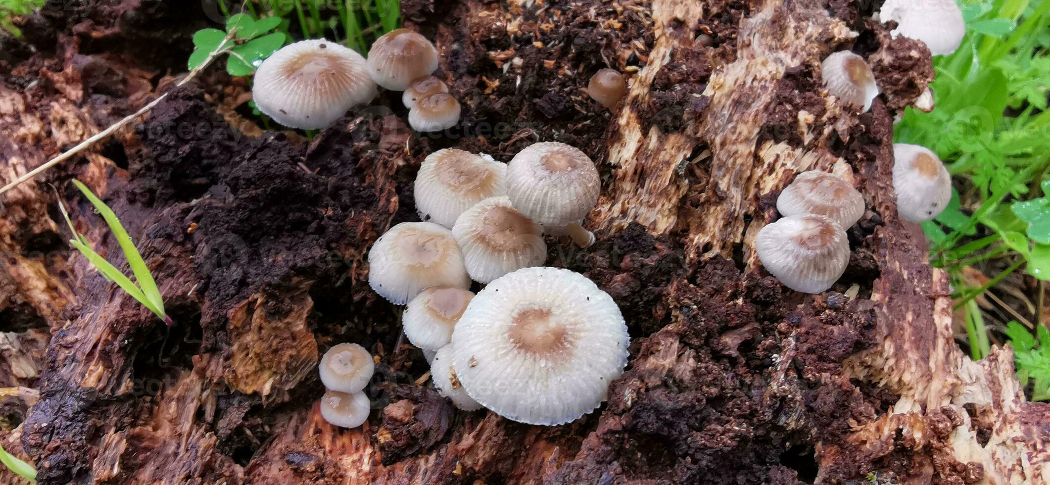 detalle de un salvaje hongos en su natural ambiente foto