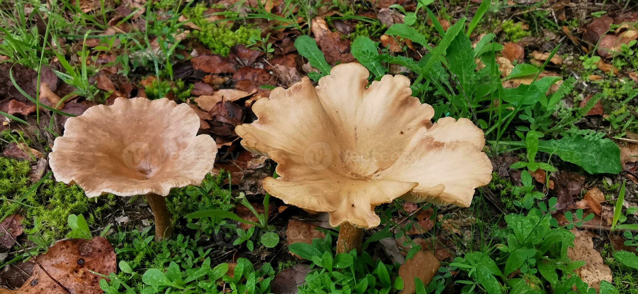 Detail of a wild mushrooms in their natural environment photo