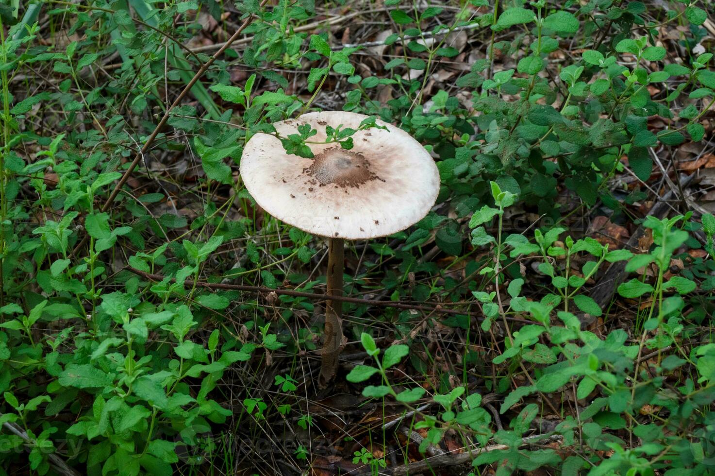 detalle de un salvaje hongos en su natural ambiente foto