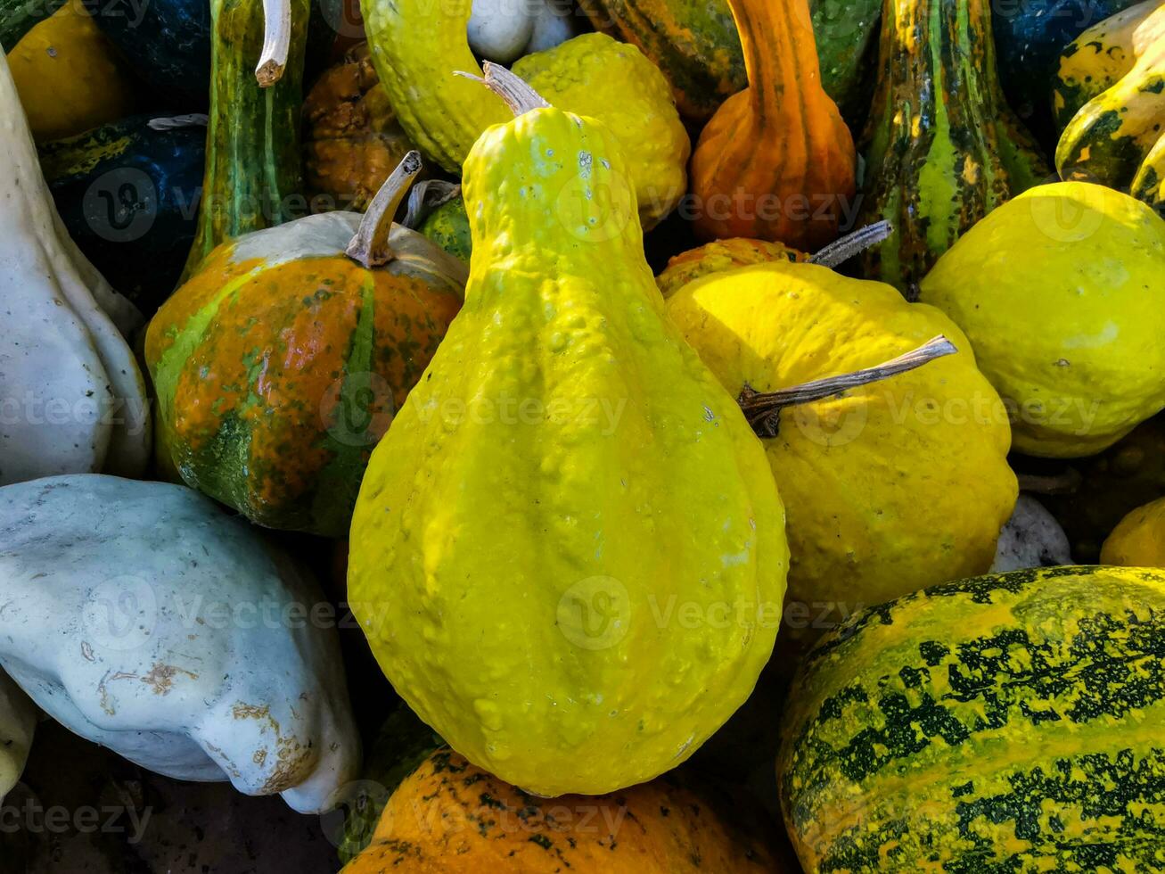 Decorative pumpkins in different shapes and colors photo