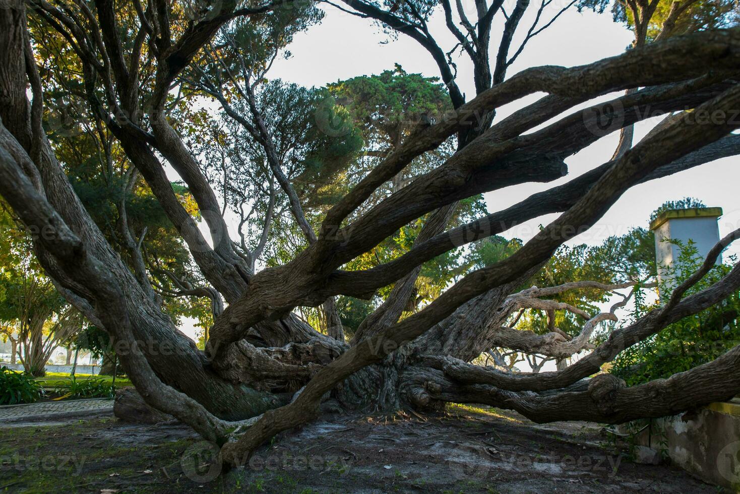 Melaleuca Armillaris is a very large tree, with large branches, originally from Australia photo