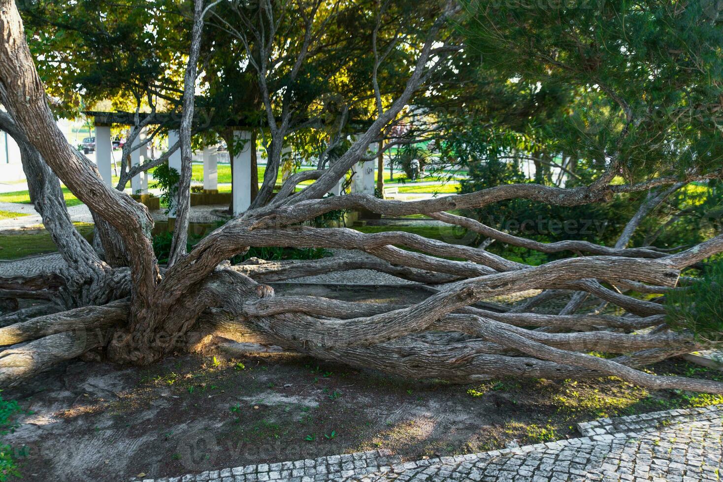 Melaleuca Armillaris is a very large tree, with large branches, originally from Australia photo