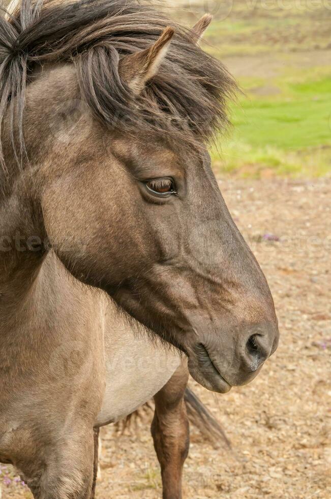 Typical horse from the island of Iceland photo