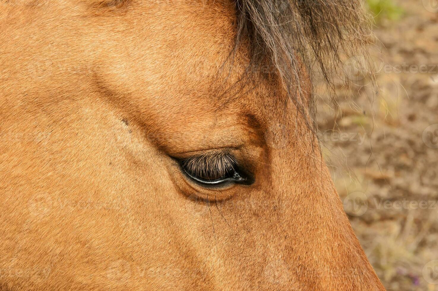 Typical horse from the island of Iceland photo