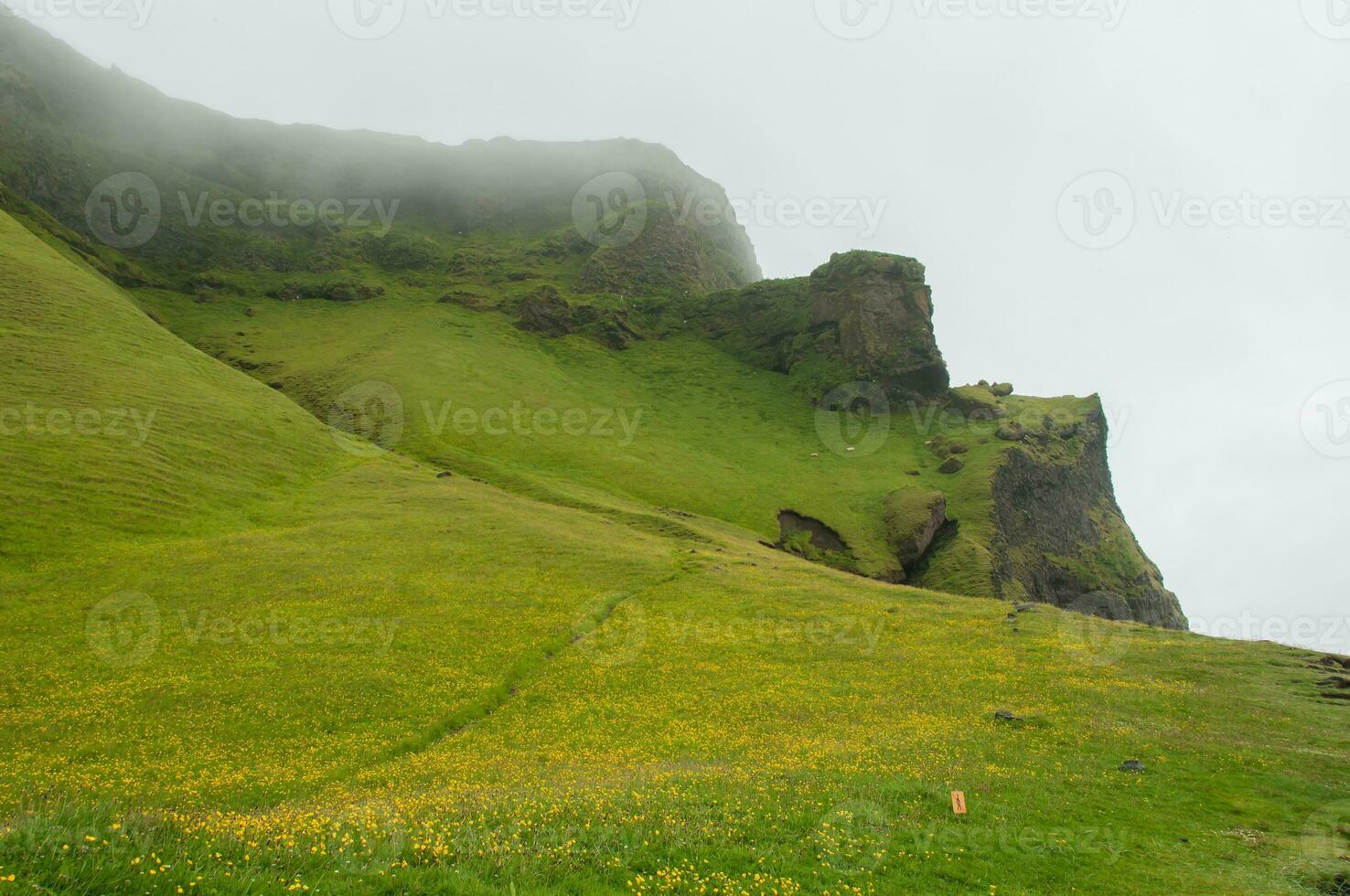 Detail of Iceland's lush natural landscape photo