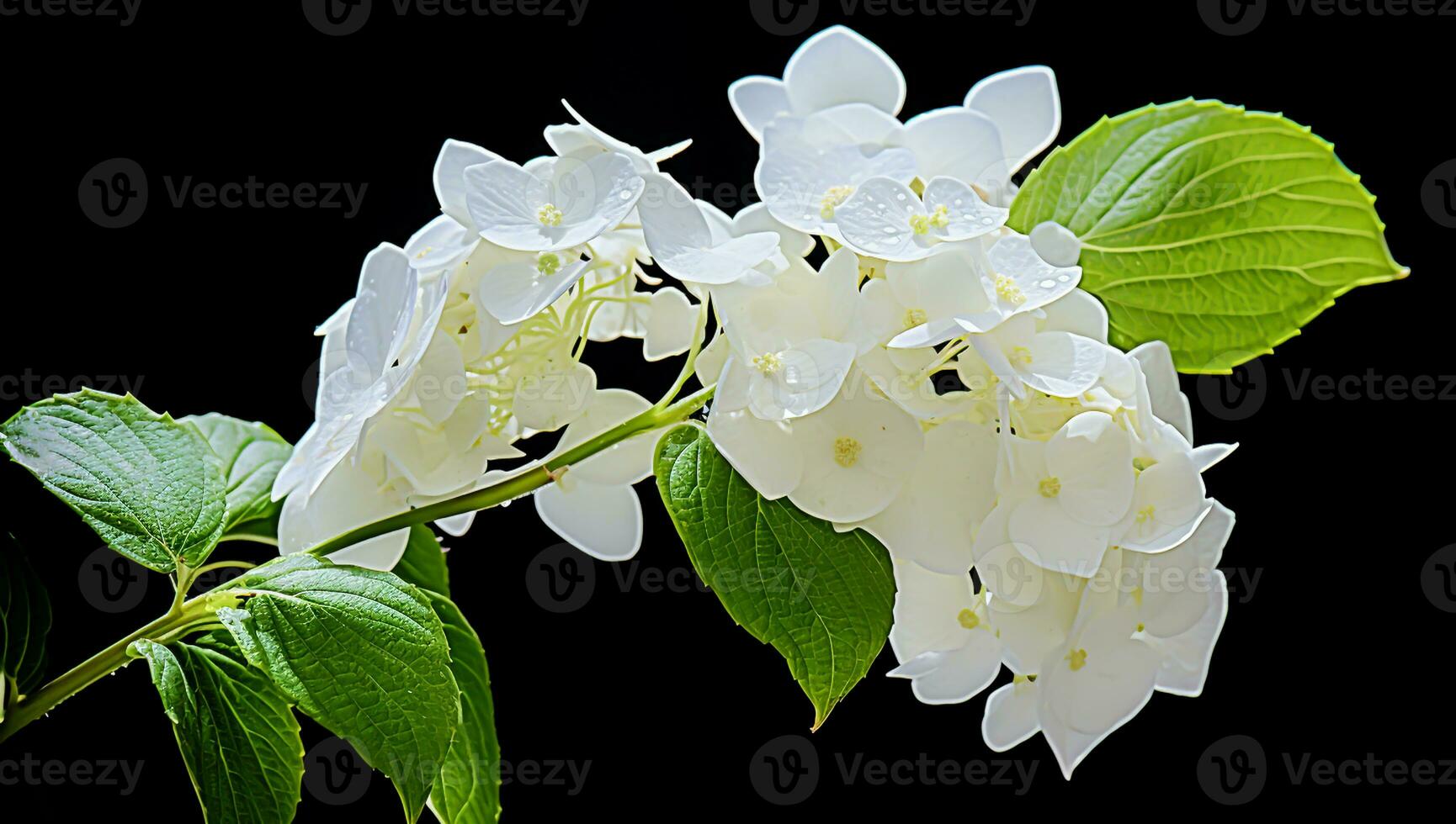 White hortensia closeup with great detail. AI generated photo