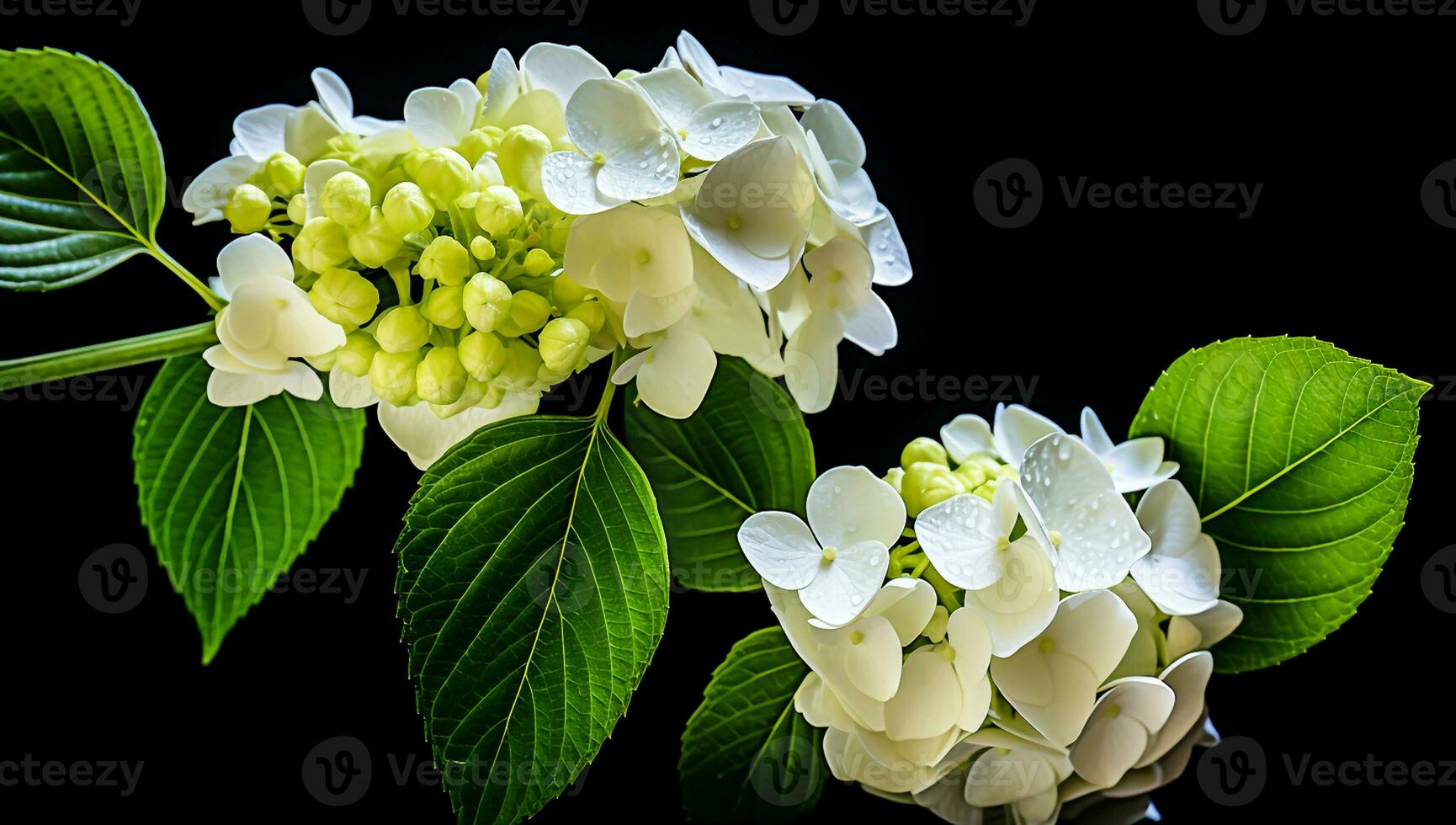 White hortensia closeup with great detail. AI generated photo