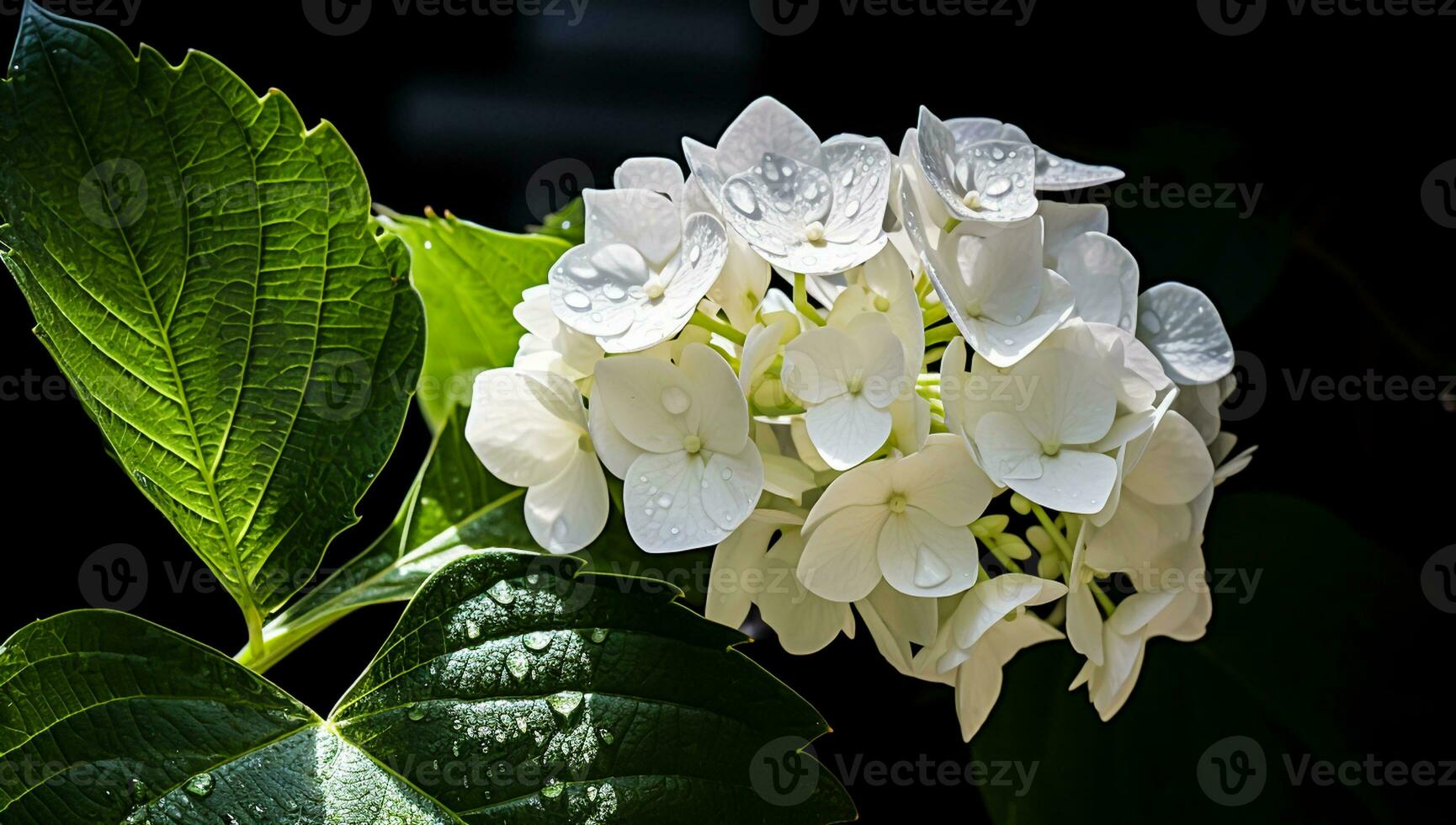 White hortensia closeup with great detail. AI generated photo