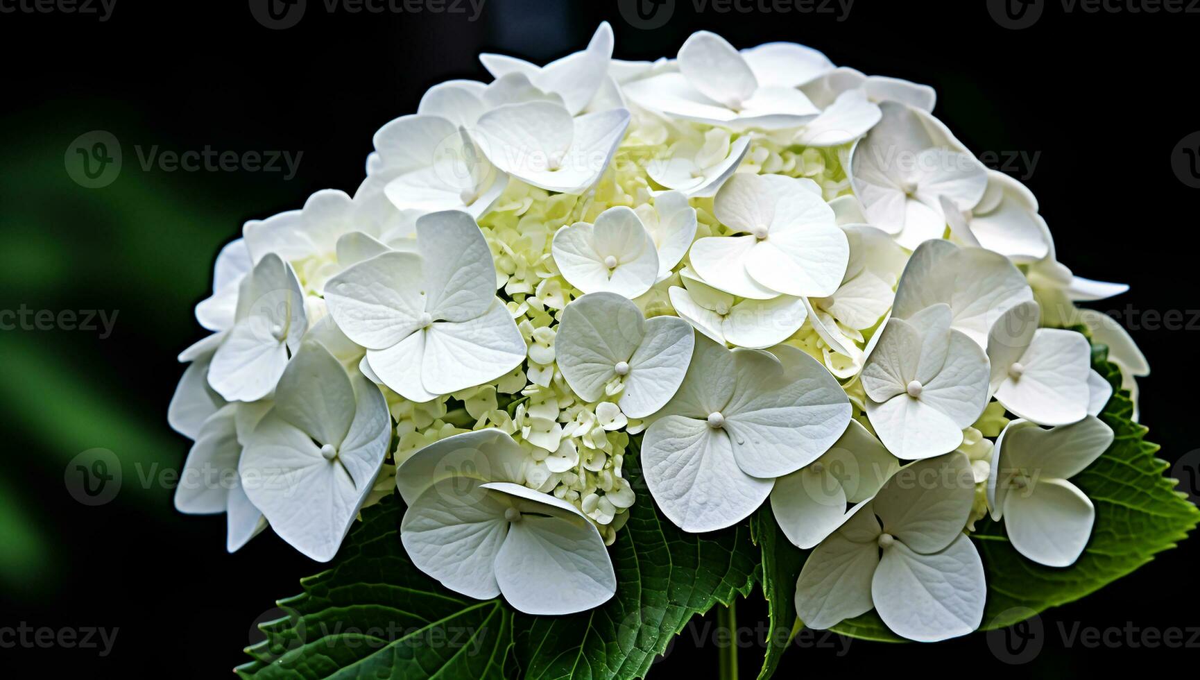 White hortensia closeup with great detail. AI generated photo